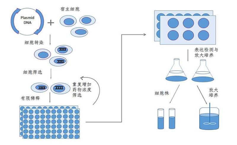 细胞实验服务(图1)