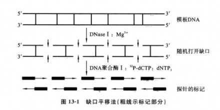 DNA探针（二）