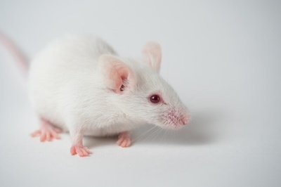 小鼠肝纤维化模型
